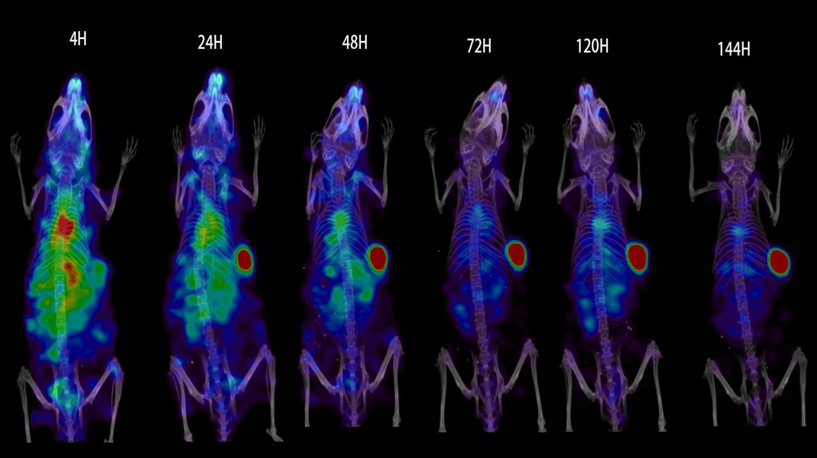 Preclinical biodistribution study